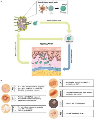 The Translational Relevance of Human Circulating Memory Cutaneous Lymphocyte-Associated Antigen Positive T Cells in Inflammatory Skin Disorders